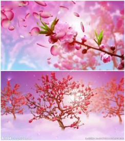 大气花海梅花桃花