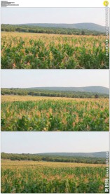 车窗外的农田玉米田