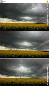 乌云密布的油菜花田