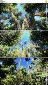 大树穿梭像茂密的森林