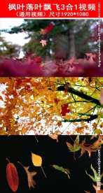 枫叶落叶飘飞视频