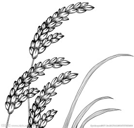 稻穗手绘黑白稿
