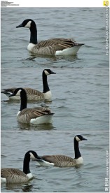 湖面上的两只鸭子