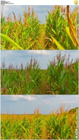 微风吹动玉米地