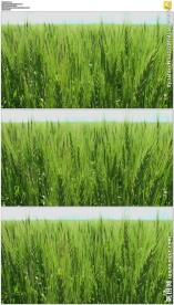 微风吹动绿色麦穗