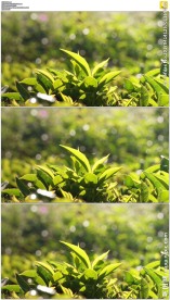 阳光下的茶叶