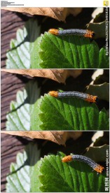 树叶上的毛毛虫