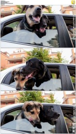 狗头伸出车窗外