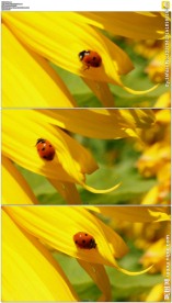 向日葵上的七星瓢虫