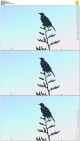 树枝上的一只小鸟