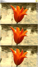 池塘一朵红色郁金香