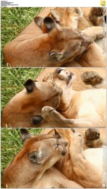 两只亲密的狮子