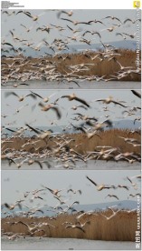 起飞的鸟群
