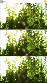 朦胧的绿色树叶