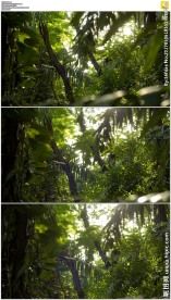 丛林闪烁的阳光