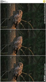 站在树枝上的猫头鹰