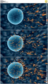 三维精子游向卵细胞