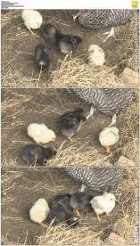 母鸡带着小鸡找吃的