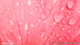 歌舞 花瓣 露水 红色 花朵