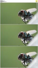 高清实拍苍蝇蚊子