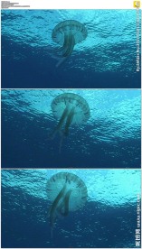 蓝色海洋水母游动