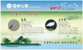 苍鹭 大白鹭 鸟类宣传