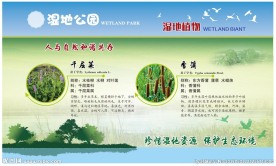 香蒲千屈菜植物展板