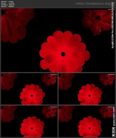 婚礼片头 喜庆 婚庆桃心 春节