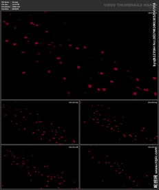 婚礼片头 喜庆 粒子桃心 春节