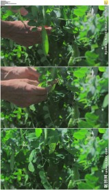 摘豌豆