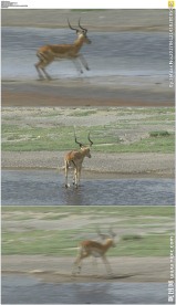 草原上奔跑的小鹿