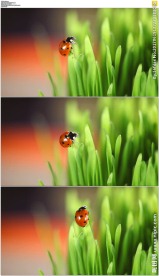 绿色草丛上的七星瓢虫