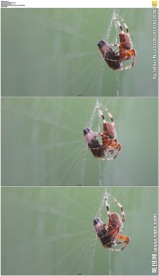 蜘蛛捕食