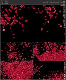 浪漫背景 婚礼婚庆玫瑰花瓣