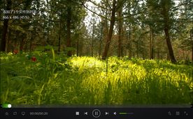 清新翠绿林间草地