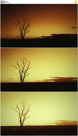 草原上树木日出