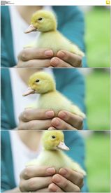 手捧黄毛小鸭子