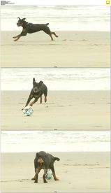 小狗在沙滩上追球