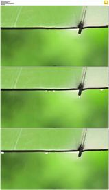 绿色雨伞上的雨滴