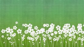 小清新花朵绽放背景视频素材