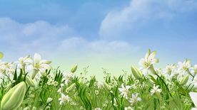 百合花丛盛开视频合成素材