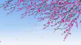 摇曳的花视频素材