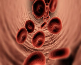 人体医学血管细胞