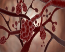 生物科学血管细胞