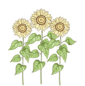 手绘向日葵无框画