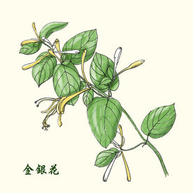 金银花中草药
