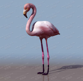 火烈鸟3D立体JPG