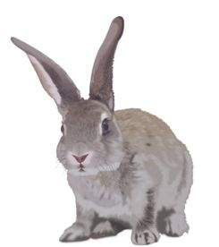 高清兔子矢量图