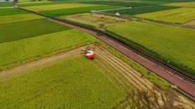 农业丰收 稻田丰收 小麦收割