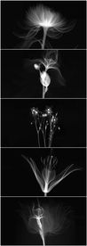 X光谱黑白花朵